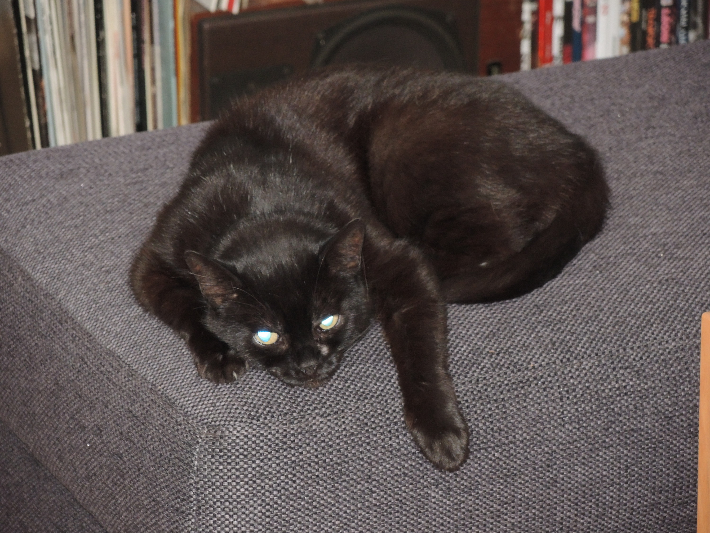 Schwarze Katze auf Sofa Auto Händedes Belgium